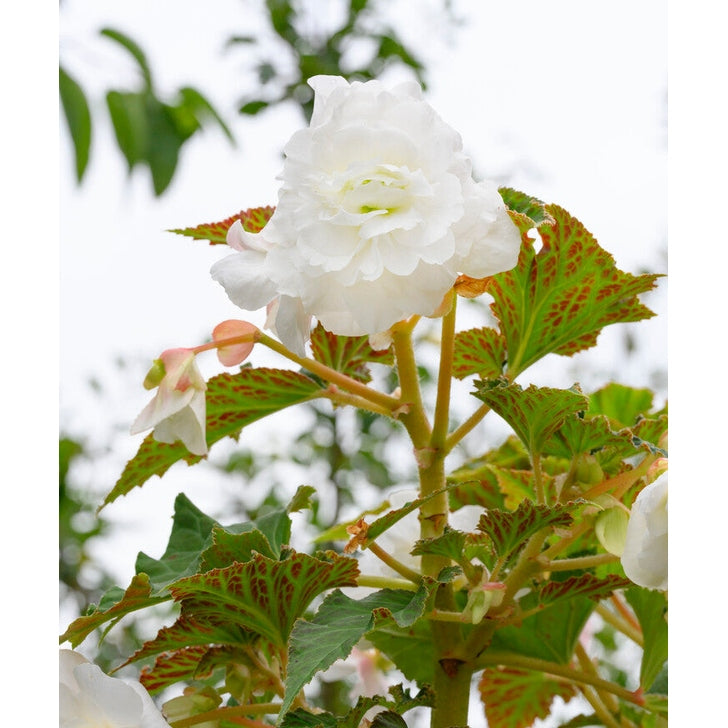 Begonia Pendula White 3-pack